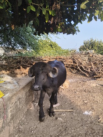 थंबनेल 2