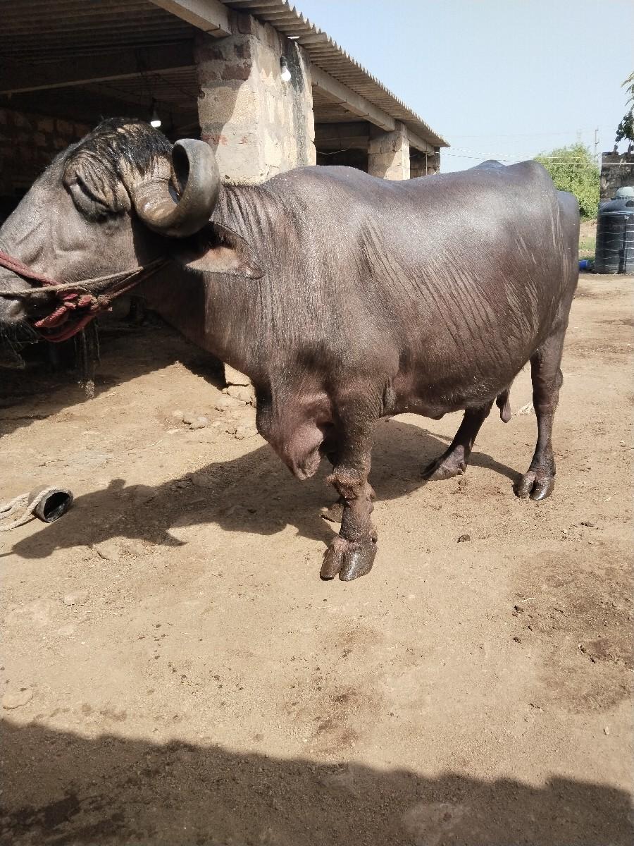 થંબનેલ 2