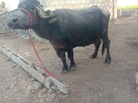 थंबनेल 3