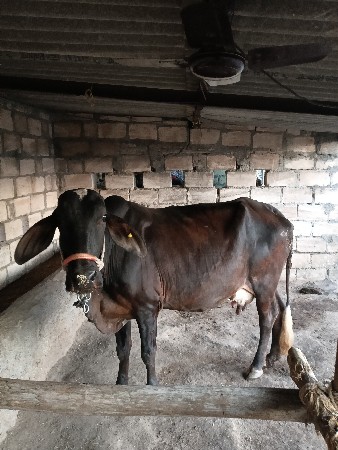 थंबनेल 3