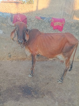 थंबनेल 2