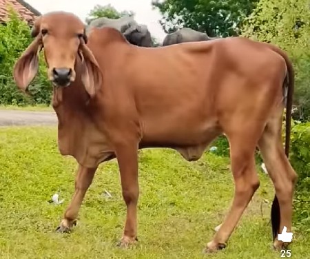 ગીર ઓડકિ વેચવાની છે