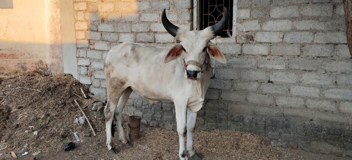 थंबनेल 2