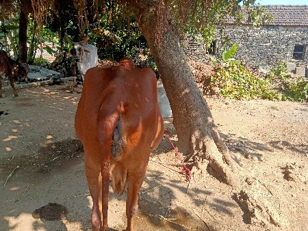 थंबनेल 2