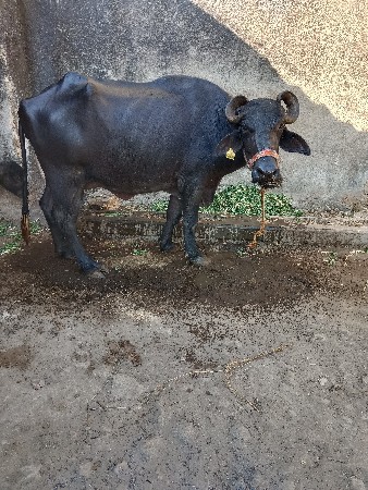 થંબનેલ 2