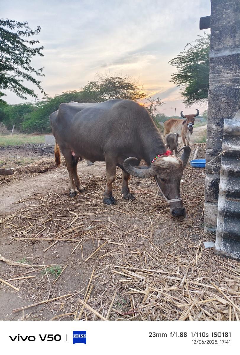 ભેંસ વેચવાની છે