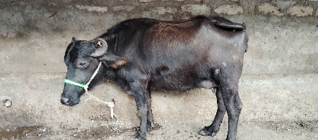 પેલુ વેતર છે