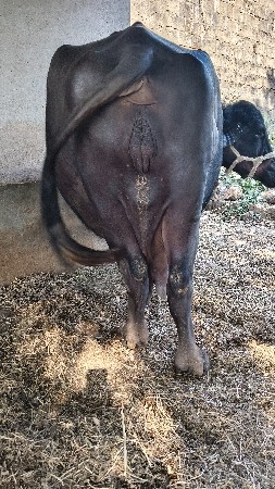 थंबनेल 3