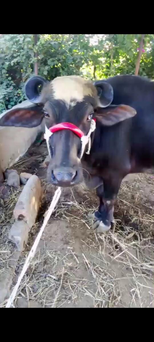 બન્ની નસલ ની ભેસ