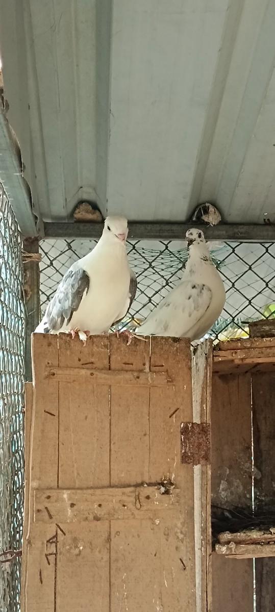 કબુતર ની જોડી વેચવાની છે
