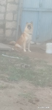 આ જરમન ફિમેલ નૂ શાટુ કરવાનુ શે