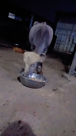 ભૂરી પડી વેચવાની છે