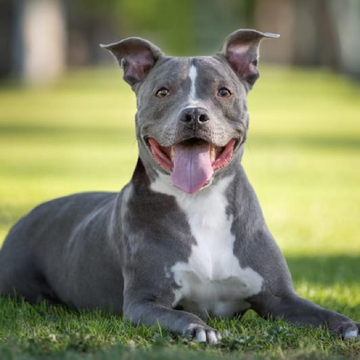 પીટબુલ ફીમેલ