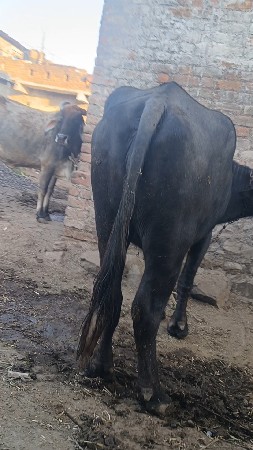 ભેંસ વેચવાની છે