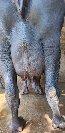 थंबनेल 4