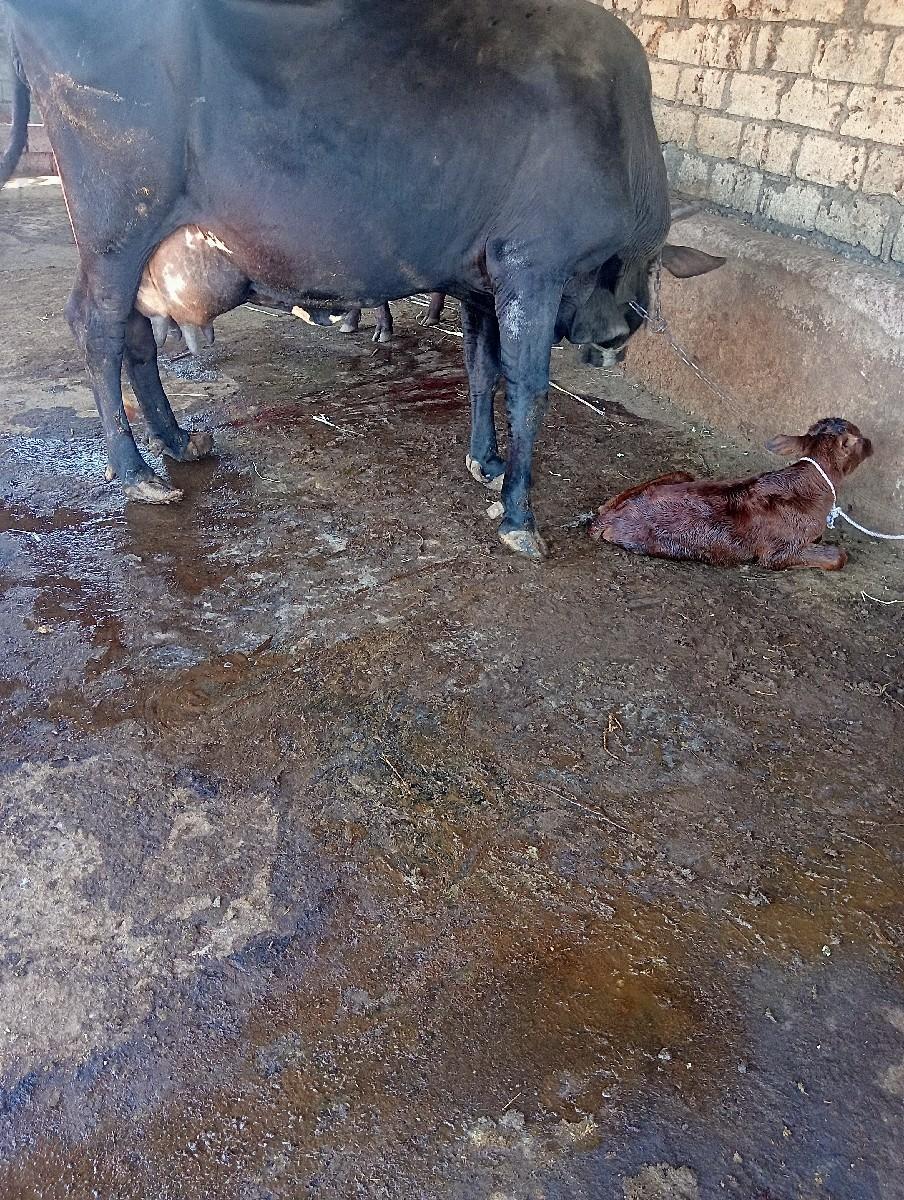 થંબનેલ 2