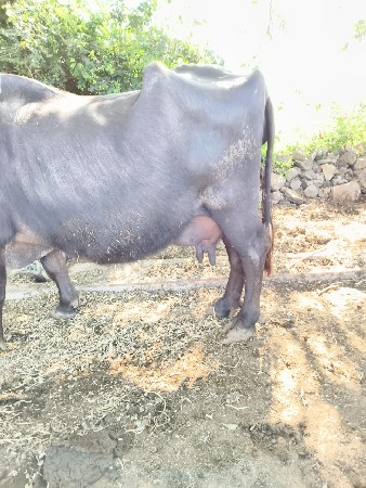 ભેંશ વેશવાનિ છે