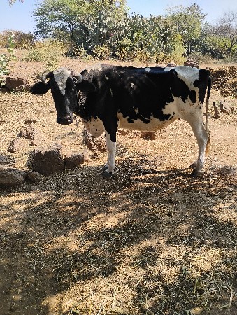 थंबनेल 2