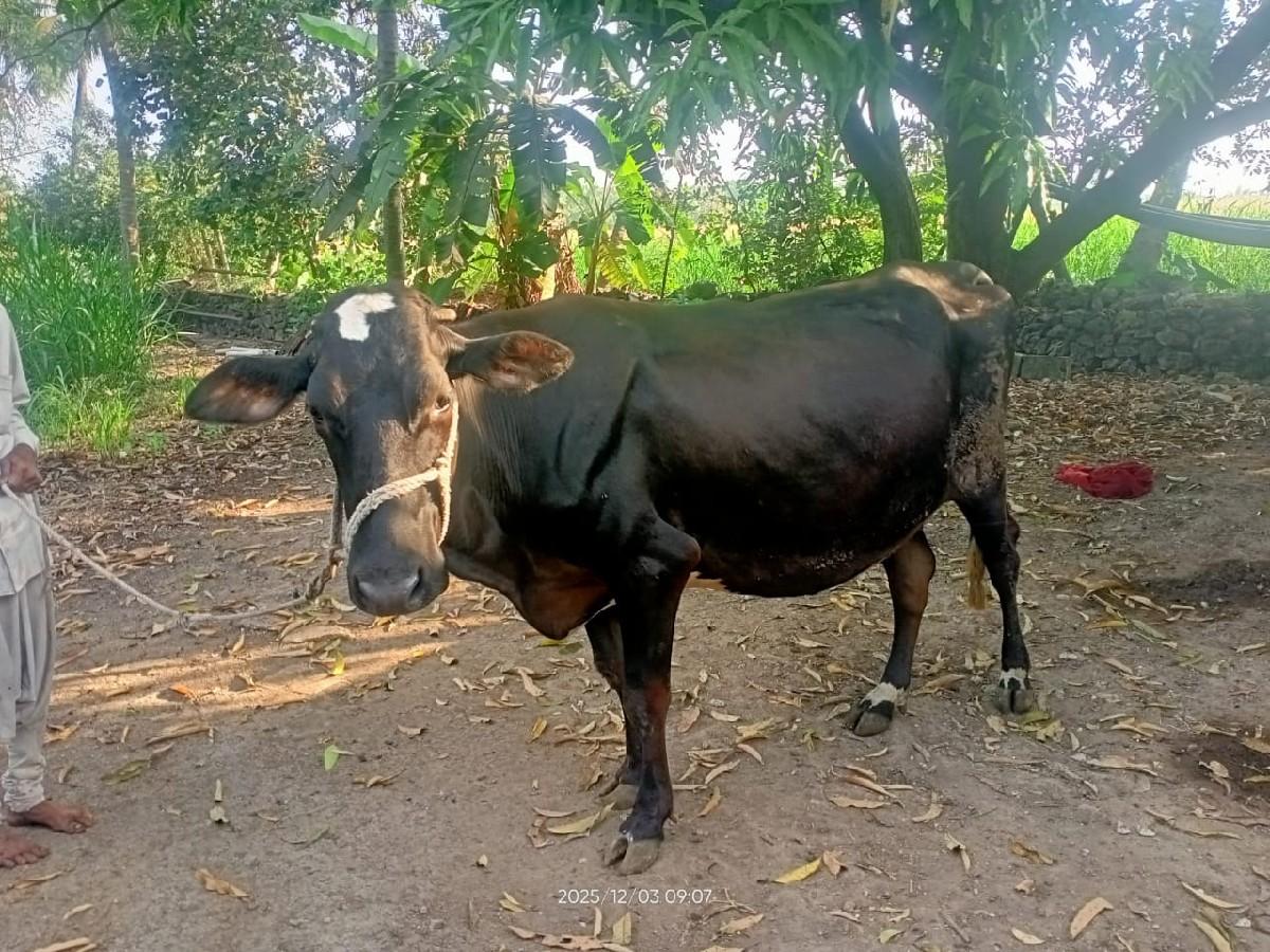 ગાય વેચવા ની છે