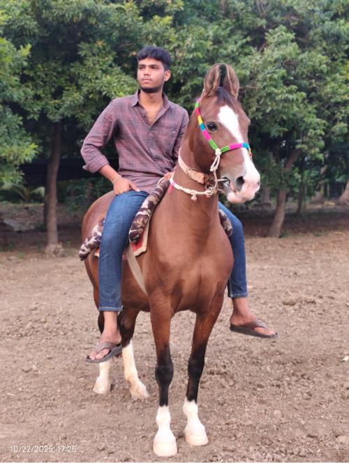 Ghodi vechvani che kumed