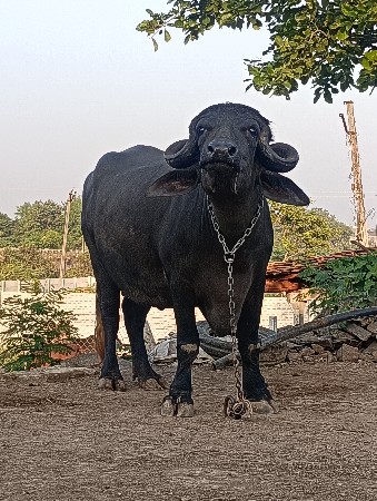 ખડાઈ વેચવા ની છે