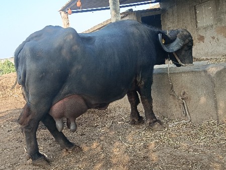 थंबनेल 2