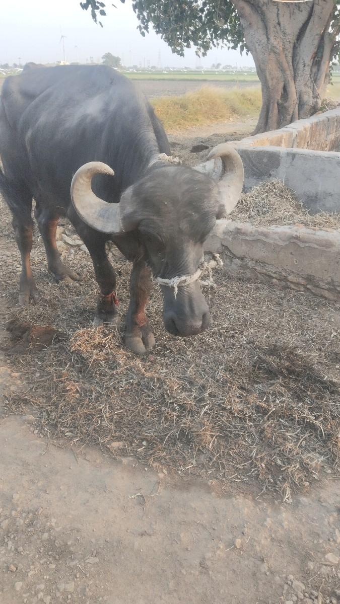 थंबनेल 3