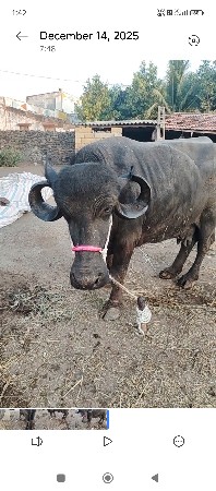 ભેંસ વેચવાની છે