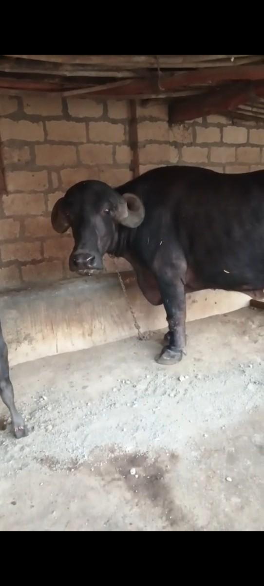 थंबनेल 2