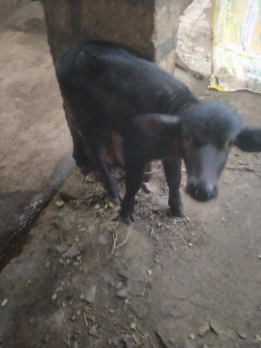 थंबनेल 2