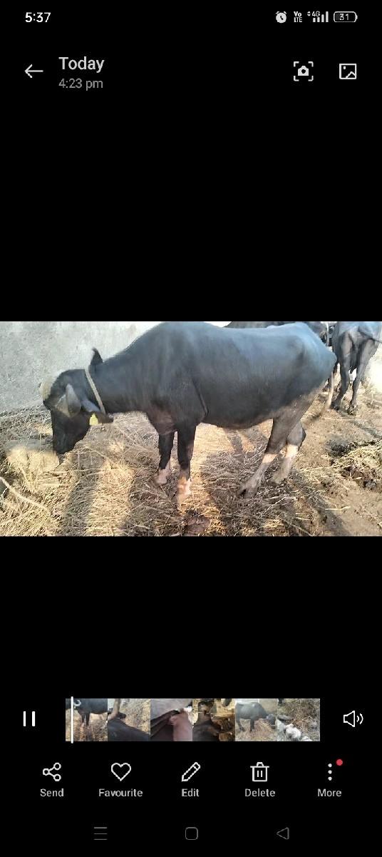 थंबनेल 3