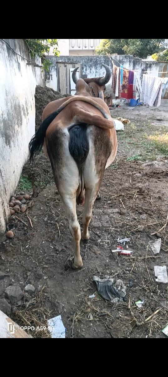 थंबनेल 3