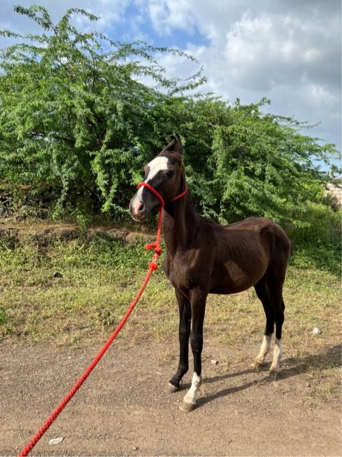 થંબનેલ 2