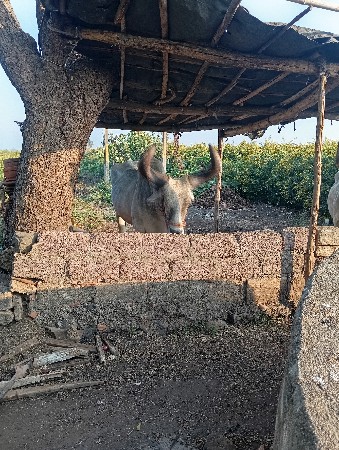 એક બળદ વેંચવાનો છે