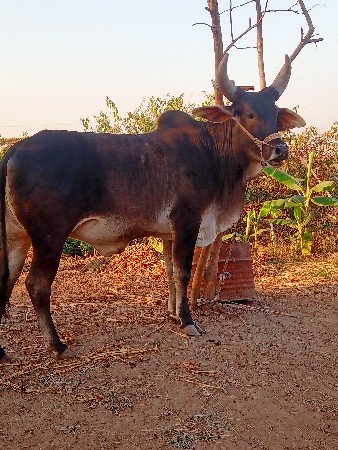 થંબનેલ 2