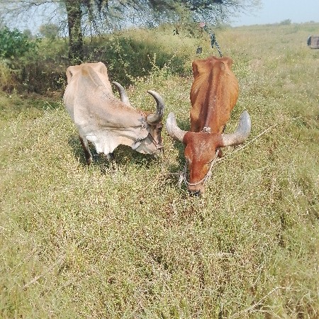 મફતમાં દેવાનોછે