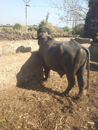 थंबनेल 3