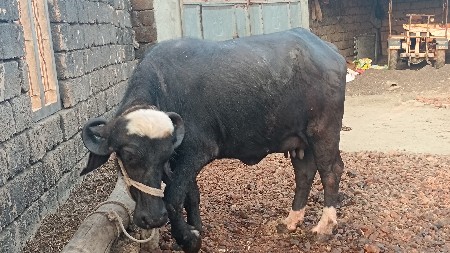 थंबनेल 2