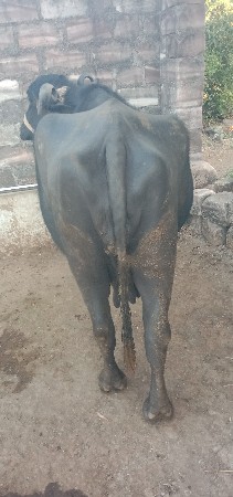 ભેંસ વેચવાની છે