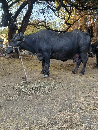 થંબનેલ 2