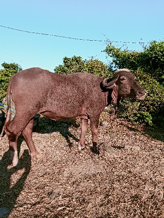 ખડેલી વેચવાની છે