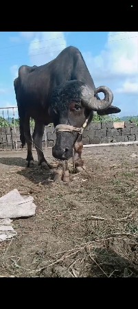 પાડી વેચવા ની છે