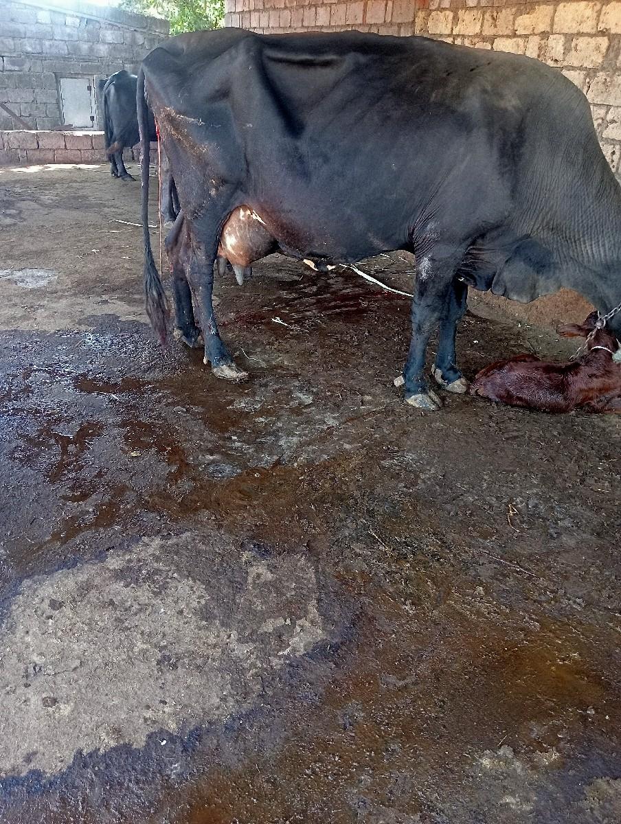 આ ગાય વેચવાની છે