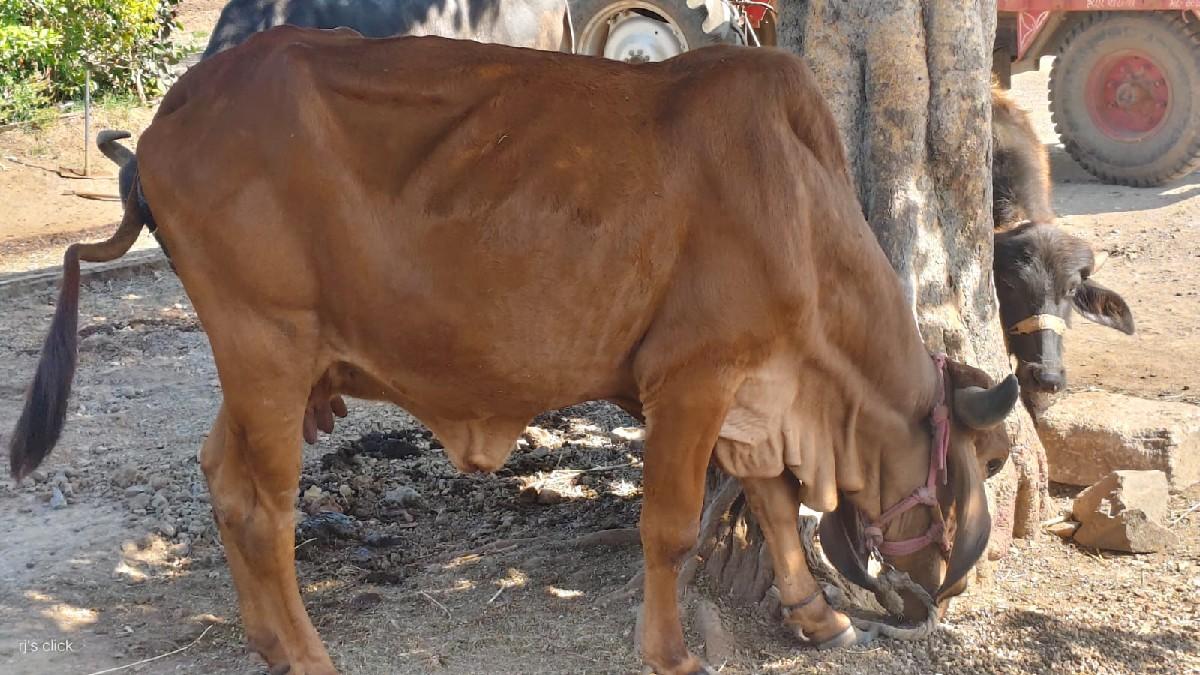 थंबनेल 2