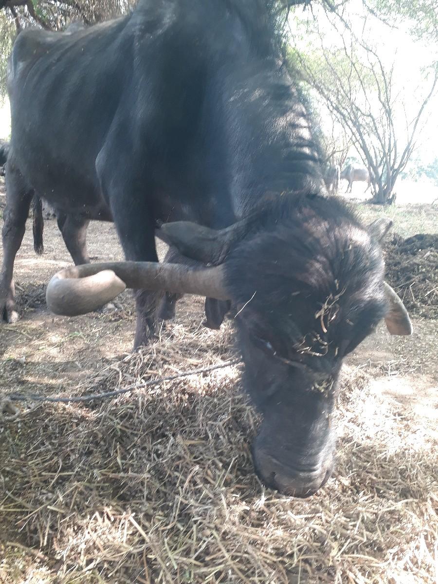 ભેંસ વેચવાની છે