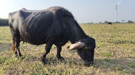 थंबनेल 4