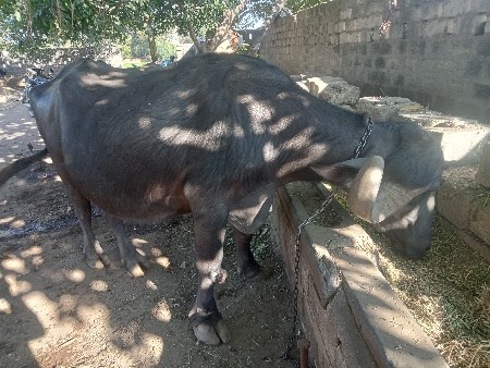 थंबनेल 3