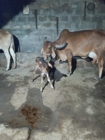 થંબનેલ 2