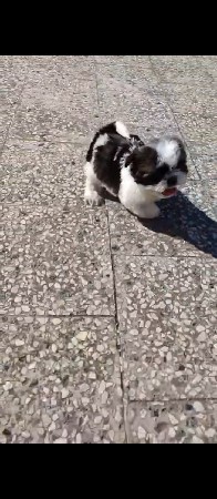 થંબનેલ 2