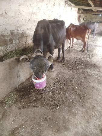 થંબનેલ 3